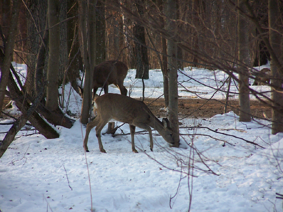 Polowanie Romaliny 12.12.2010