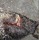 d�ugie