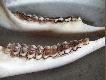 Ile lat dadz� koledzy????