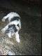 Czy te oczy mog� k�ama�..............?  FURIA Mysia Zag�ada :)