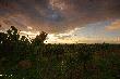 Winnica