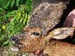 Ciekawe trofea pozyskane przez koleg�w.
Zamieszczam tutaj zdj�cia ciekawych trofe�w pozyskanych przez mysliwych krajowych jak i zagranicznych.
Mi�ego ogl�dania!