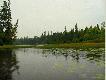 �wierki, �wierki, �wierki... Dlatego nawet jarz�bek nazywa si� spruce grouse, a rzeka Spruce Creek.