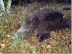 Ody�czyk strzelony z podchodu (sz�sty dzik  w sezonie - waga w skupie 83 kg).