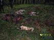 Pokot niepe�ny.Brakuje jeszcze dw�ch dzik�w.Za chwil� te brakuj�ce znajd� si� na w�a�ciwym miejscu.