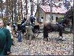 A tu nast�pny akcent konny