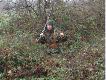 Quba85 w  poszukiwaniu ba�ant�w.