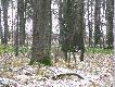 Przechodz�c przez las " strzeli�em" �adn� koz�.