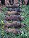 Strzelone dziki przez Kol. od g�ry : Jan R, Lucjan B, Zbys�aw T, Maciej M X 2 i m�j.