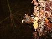 Niekt�rym Kolegom nie powinno by� trudno zrozumie� co to jest "to co�" wbite w drzewo. Wyja�nienia potem...