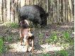 Praca na dziku w zagrodzie w Przechlewku