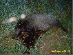 Gdy si� wysun�� na �cie�ke, nie mia� juz �adnych szans. Pad� w ogniu. Pierwszy przelatek w sezonie.