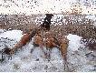 Z kogutami Tosia te� sobie radzi :)
Tu mia�a p� roku.