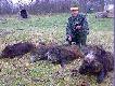 Kol. Zbyszek Mackiewicz strzeli� 4 dziki na zbior�wce, tym samym zosta� Kr�lem polowania.