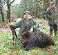 02.12.07.Dziczek z polowania zbiorowego- 46kg.Dwukrotnie zrolowa� po strzale. Pozdro