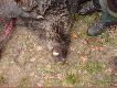 co� ju� w gwi�dzie jest....