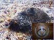 Szabelki z ostatniego dzika s� ju� gotowe(27.12.07). �rednia d�ugo�� to 18cm. Darz B�r