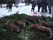Witold�wka 13.01.2008r.
Pogoda wspania�a, 52 strzelby na pokocie 6 dzik�w, 2 �anie, 1 koza, o godz.14
pokot ,wspania�y kapu�niak przygotowany przez �on� �owczego i jego c�rki.