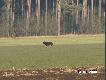 Pies, kt�rego spotkali�my w trakcie polowania, w�a�nie ugania� sie z rudlem saren. Na widok mysliwych zawr�ci� w stron� pobliskiego gospodarstwa.