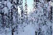 Winter Wonderland