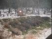 30.11.2007 Dwudniowa zbior�wka zorganizowana dla my�liwych dewizowych. W polowaniu uczestniczy�o 10 holendr�w. 