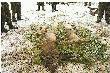 Pierwszy pokot