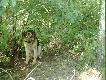 Pies - towarzysz �ow�w
Pies - najlepszy przyjaciel cz�owieka, bez kt�rego ma�o kt�re polowanie by�o by udane. 