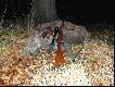 Wycinek strzelony z podchodu, na lesie. Podszed�em go pod wiatr na 70 m. Waga 72 kg.