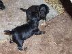 szczeniaki jagdteriera
 Szczeniaki jagdteriera po Poli i Tornado w wieku trzech tygodni!