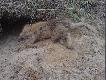 I taki parchate ,dziwol�gi' sie spotyka w norach  : (