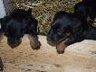 Szczeni�ta jagdteriera 2
