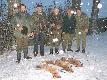 zimowy pokot w padaj�cym �niegu