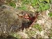 A oto jego or�.Waga dzika to 54 kg.Strzelony z odleg�o�ci ok 90 krok�w.Pad� w ogniu.