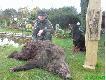 Dziczek strzelony z 19.04.2008 po kilku dniach uda�o si� go podej�� na polu po zesz�orocznej kukurydzy.
Dziczek mia� 87 kg.