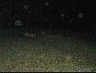 Daniele, kt�rym mog�em rzuci� czapk� na �y�ki. Wog�le nie reagowa�y na lamp� b�yskow� .Bia�e plamki to komary :)