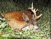 Macie dok�adnie widoczn� praw� strone parostk�w. 
