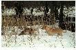 Aport lisa z wody
Aport  l.r. - tak nazywa si� pies poluj�cy, tak nazywa si� polowanie i co� jeszcze co nas �aczy. D.B.
