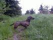 ARA z Winiowej Zagrody
ARA z Winiowej Zagrody,o.ABBADDON Anix,m.XENA z Rydlewa