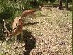 Mi pod sam� drabine przysz�y najpierw Daniele...