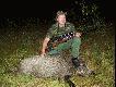 Byki ju� rycz� , a �w Hubert  pcha mi pod luf� dzika. 17 dzik tego sezonu pozyskany podczas wieczornego polowania z zasiadki 22.08.2008, waga 83,5 kg. Przyjdzie czas i na byka!!!