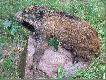 07.09.08 Po ponad rocznym rozstaniu z krajem i my�listwem moje pierwsze wyj�cie i tak mnie �w. Hubert przywita�.