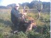 polowania
�w Hubert podarowa� mi pierwszego byka. Strzelony 25.09 o 8,15 w czasie rykowiska na kt�rym chcia� podkra�� �ani� dla mocnego stadnego byka. Waga na skupie 161 kg, wiek oceniam na 6 lat. D.B. To by�o pi�kne rykowisko i niezapomniane wra�enia :)