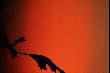T�o li�cia g�ogu - ognisty wsch�d s�o�ca. Dzisiejszy ranek.