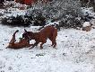 Super zabawa Pajki ze Sky'em na pierwszym �niegu.