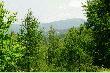 Pomi�dzy drzewami