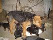 M�j piesek
Zaczynam stawiac pierwsze kroki w galerii na poczatek moj piesek w roli glownej. =>