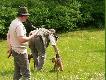 Pokaz ps�w my�liwskich