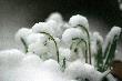 Pod ci�arem �niegu.
