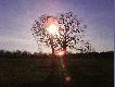 dwa d�by