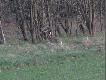 i w �owisku le�nym i polnym wida� szaraki